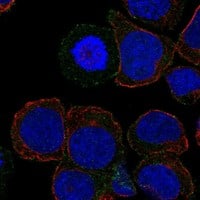 Staining of human cell line HEL shows localization to plasma membrane.