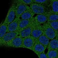 Staining of human cell line HAP1 shows localization to cytosol, cytokinetic bridge & mitotic spindle.