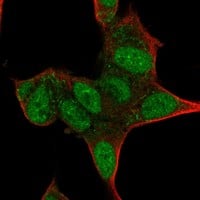 Staining of human cell line SH-SY5Y shows localization to nucleoplasm & mitochondria.