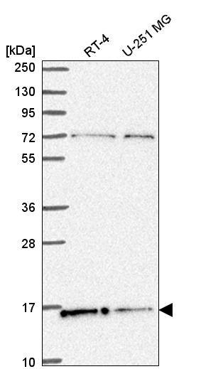 Analysis in human cell line RT-4 and human cell line U-251 MG.