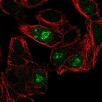 Staining of human cell line Hep G2 shows localization to nucleoli rim & mitotic chromosome.