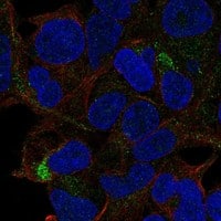 Staining of human cell line HEK 293 shows localization to the Golgi apparatus & vesicles.