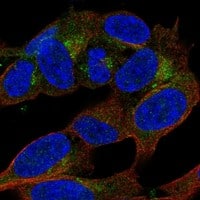 Staining of human cell line SH-SY5Y shows localization to the Golgi apparatus.