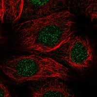 Staining of human cell line MCF7 shows localization to nucleoplasm.