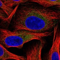 Staining of human cell line U-2 OS shows localization to cytosol & mitochondria.