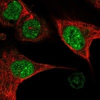 Staining of human cell line U-2 OS shows localization to nucleoplasm.