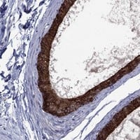 Staining of human epididymis shows strong cytoplasmic positivity in glandular cells.