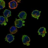 Staining of human cell line K-562 shows localization to plasma membrane & cytosol.