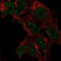 Staining of human cell line HAP1 shows localization to nucleoplasm & nuclear bodies.