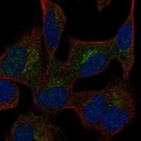 Staining of human cell line SH-SY5Y shows localization to the Golgi apparatus.