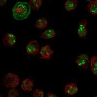 Staining of human cell line HEL shows localization to nucleoplasm, nucleoli rim & mitotic chromosome.