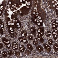 Staining of human duodenum shows strong cytoplasmic positivity in glandular cells.