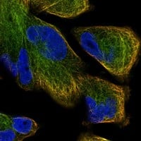 Staining of human cell line RH-30 shows localization to microtubules.