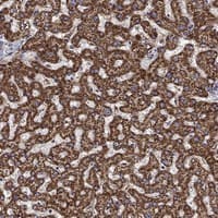 Staining of human liver shows strong cytoplasmic positivity in hepatocytes.