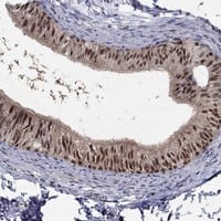 Staining of human epididymis shows strong nuclear positivity in glandular cells.