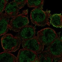 Staining of human cell line HEL shows localization to nucleoplasm & plasma membrane.