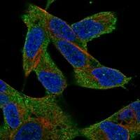 Staining of human cell line SH-SY5Y shows localization to plasma membrane & cytosol.