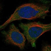 Immunocytochemistry/ Immunofluorescence TULP2 Antibody - BSA Free