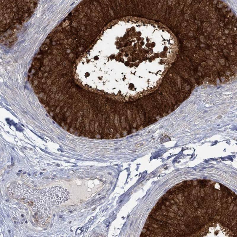 Staining of human epididymis shows high expression.