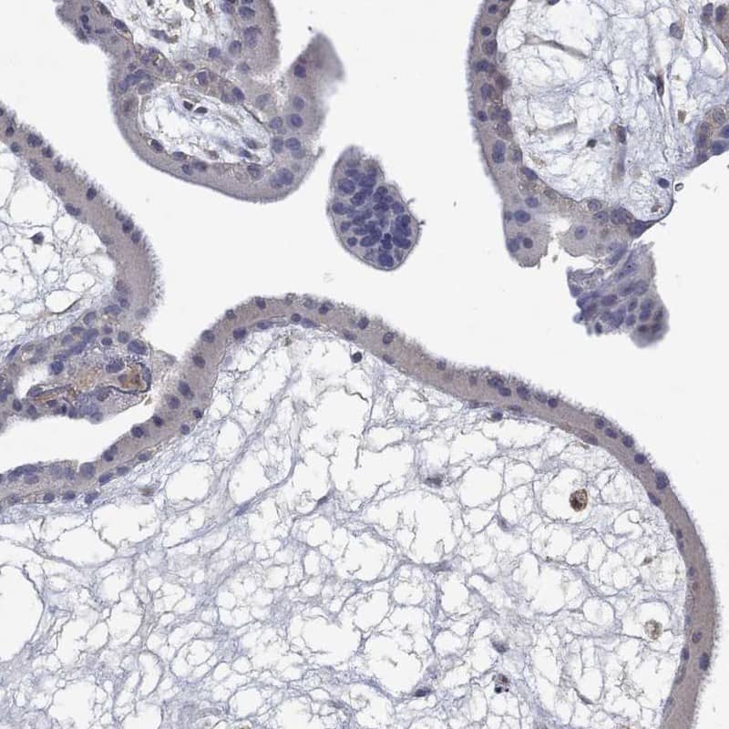 Staining of human placenta shows low expression as expected.