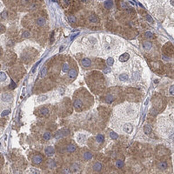 Staining of human pituitary gland shows strong positivity in most anterior cells.