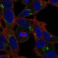 Staining of human cell line SH-SY5Y shows localization to the Golgi apparatus.