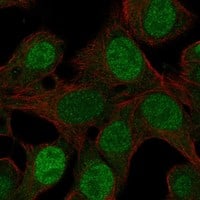 Staining of human cell line Hep G2 shows localization to nucleoplasm & cytosol.