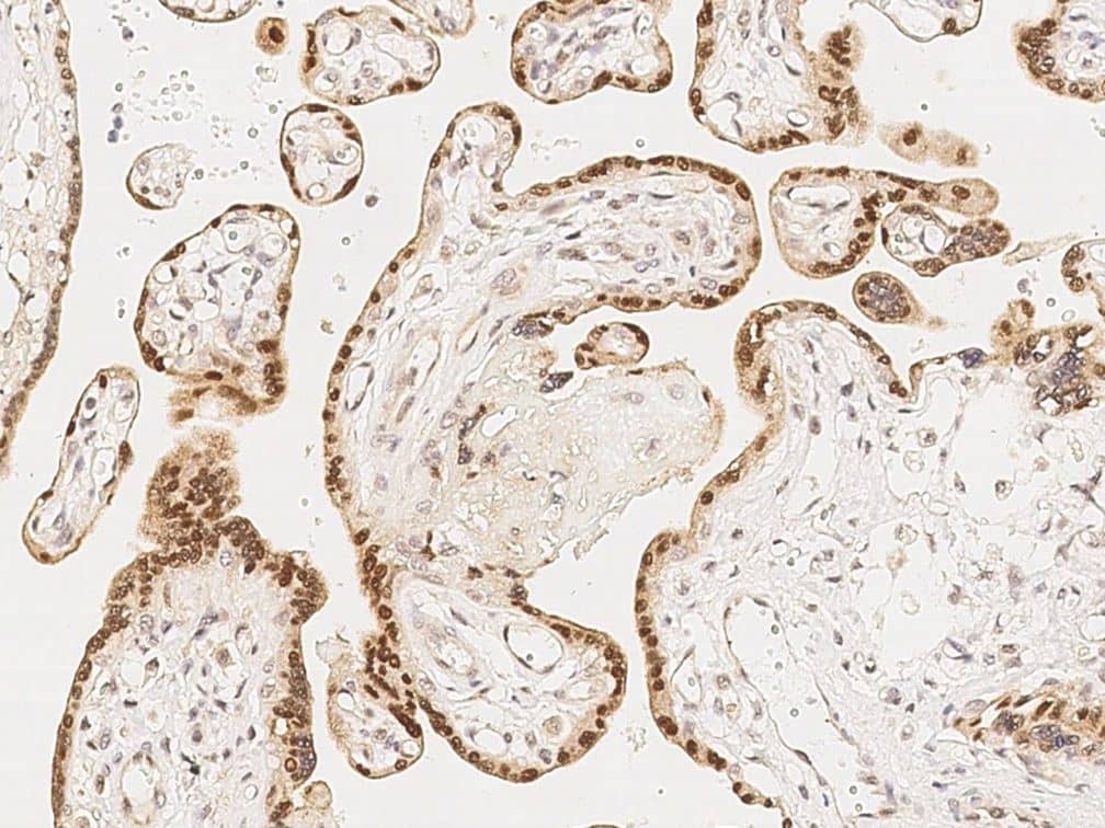 Immunochemical staining of human RYBP/DEDAF in human placenta formalin-fixed paraffin embedded sections with NBP3-21428 at 1:1000 dilution