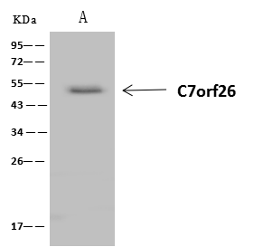 Immunoprecipitation C7orf26 Antibody - BSA Free