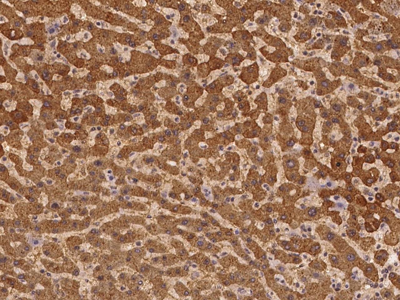 Immunohistochemistry-Paraffin C7orf26 Antibody - BSA Free