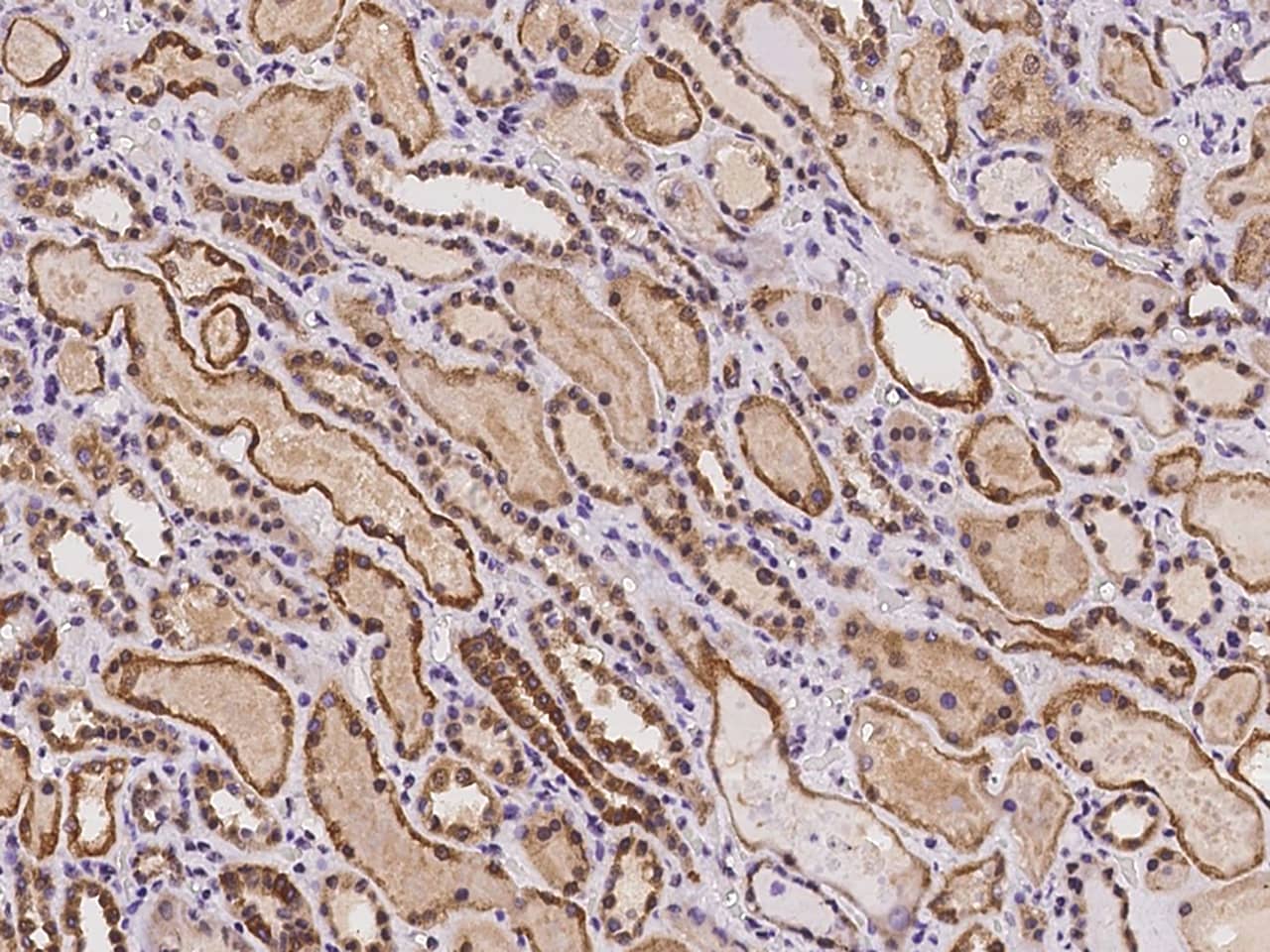 Immunohistochemistry-Paraffin C7orf26 Antibody - BSA Free