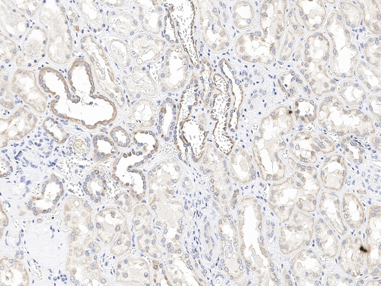 Immunochemical staining of HIGD2A in human kidney formalin-fixed paraffin embedded sections with NBP3-21440 at 1:100 dilution