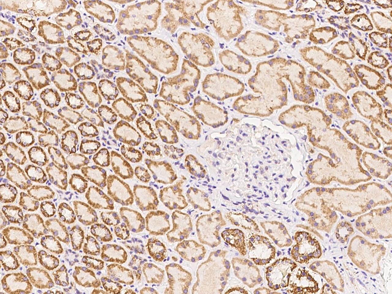 Immunochemical staining of TIMM10 in human kidney formalin-fixed paraffin embedded sections with NBP3-21445 at 1:300 dilution