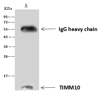 TIMM10 was immunoprecipitated using NBP3-21445 at 1:100 dilution, 60 ug of Immunomagnetic beads Protein A/G, and Goat Anti-Rabbit IgG (H+L)/HRP at 1/10000 dilution: Lane A: 0.5 mg HepG2 Whole Cell Lysate. Developed using the ECL technique. Performed under reducing conditions. Predicted band size: 10 kDa. Observed band size: 10 kDa