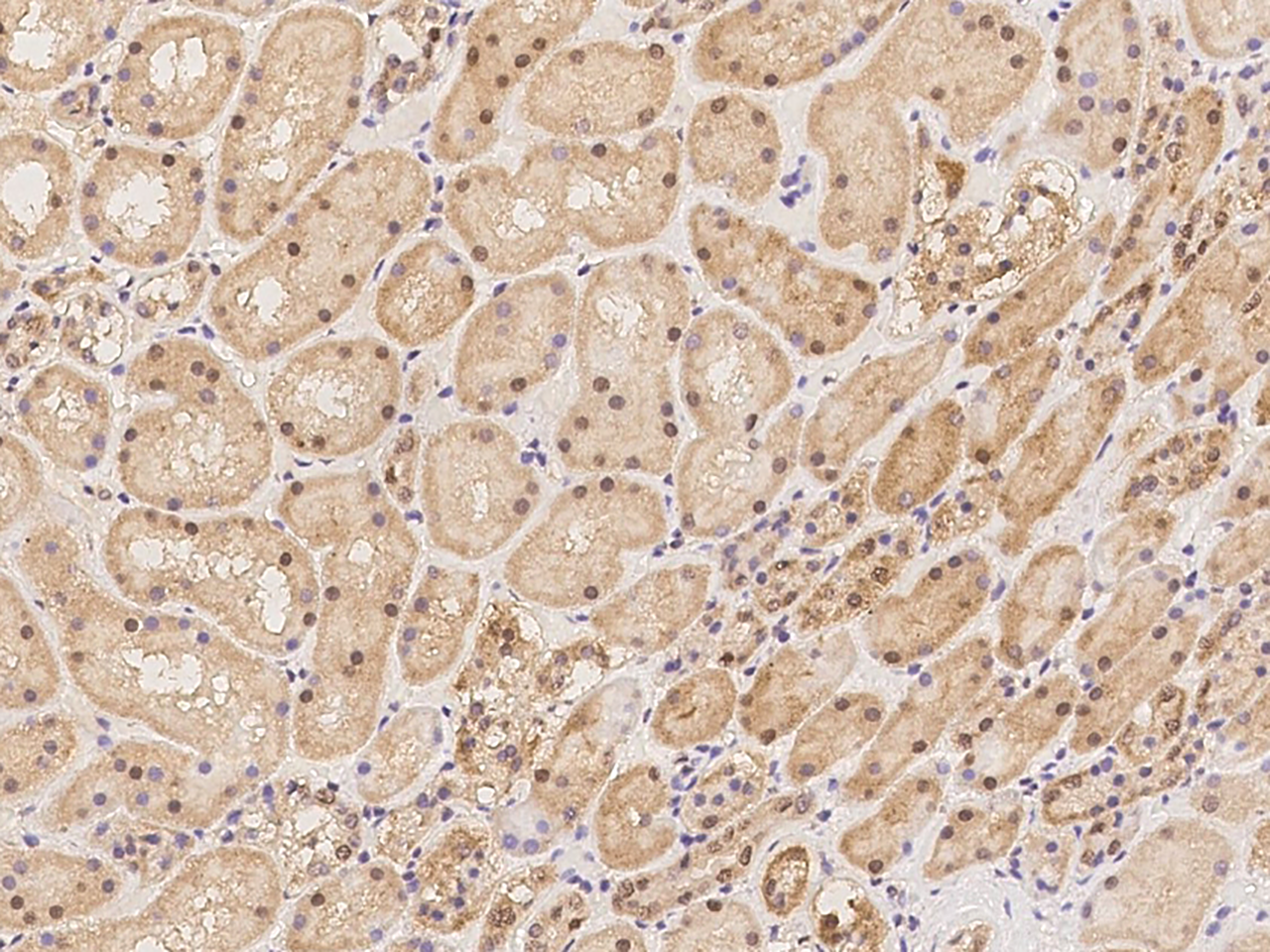 Immunohistochemistry-Paraffin METTL10 Antibody - BSA Free