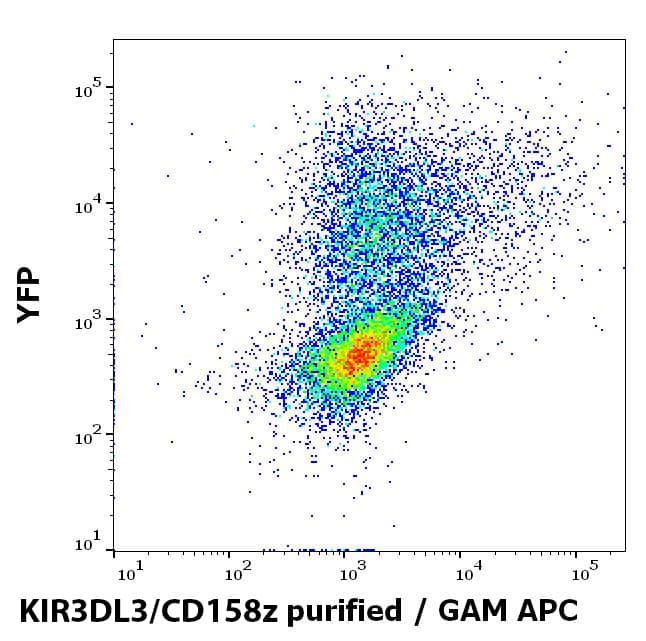 Flow cytometry surface staining pattern of KIR3DL3/CD158z transfected HEK-293 cells co-transfected with YFP coding plasmid using anti-human KIR3DL3/CD158z (CH21) purified antibody (concentration in sample 10 ug/ml, GAM APC).