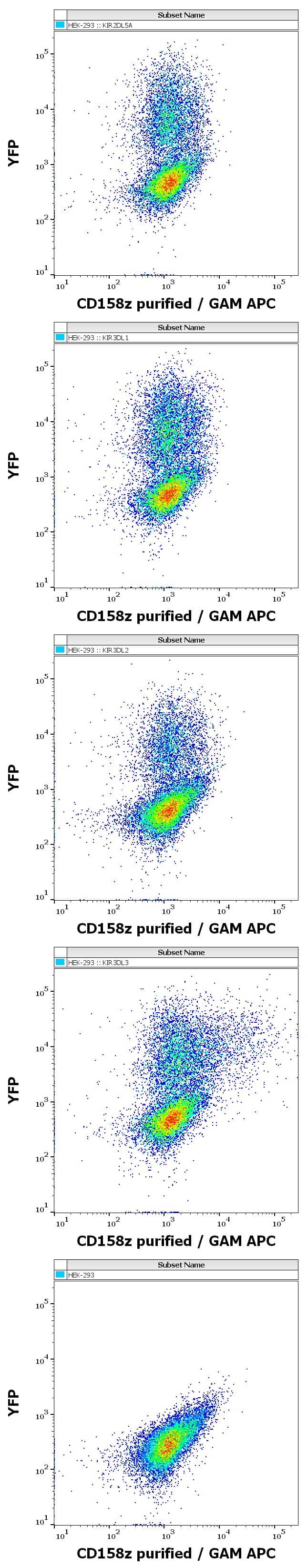 Flow cytometry surface staining patterns of non-transfected HEK-293 cells and HEK-293 cells transfected with KIR-family coding plasmids co-transfected with YFP coding plasmid using anti-human KIR3DL3/CD158z (CH21) purified antibody (concentration in sample 10 ug/ml, GAM APC).