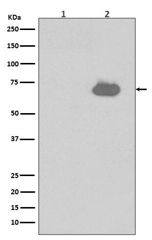 Western Blot: SHP-2/PTPN11 [p Tyr 542] Antibody (SR2126) [NBP3-21539] - Western blot analysis using NBP3-21539 in (1) NIH/3T3 cell lysates; (2) NIH/3T3 cell lysates treated with PDGF.