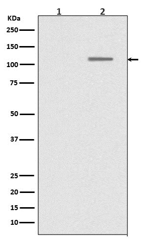 Western Blot: Sirtuin 1/SIRT1 [p Ser 47] Antibody (SR1063) [NBP3-21546] - Western blot analysis using NBP3-21546 in (1) HEK293 cell lysate; (2) HEK293 cell lysate treated with LP.