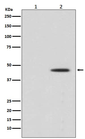 Western Blot: MEK1 [p Ser 298] Antibody (SR1774) [NBP3-21558] - Western blot analysis using NBP3-21558 in (1) HeLa cell treated with LP lysate; (2) HeLa cell lysate.