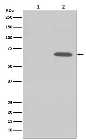 Western Blot: AMPK alpha 1 [p Ser 496] Antibody (SR2088) [NBP3-21561] - Western blot analysis using NBP3-21561 in (1) 293T cell lysate treated with LP; (2) 293T cell lysate.