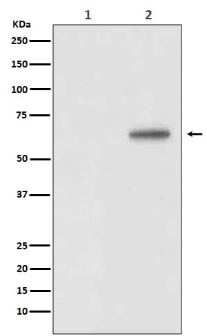 Western Blot: AKT1 [p Thr 450] Antibody (SR2048) [NBP3-21562] - Western blot analysis using NBP3-21562 in (1) 3T3 cell lysate treated with Lambda Phosphatase; (2) 3T3 cell lysate.