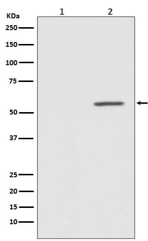 Western Blot: AKT1 [p Ser 124] Antibody (SR2049) [NBP3-21568] - Western blot analysis using NBP3-21568 in (1) MCF-7 cell treated with Alkaline Phosphatase  lysate; (2) MCF-7 cell lysate.