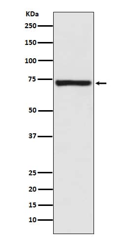 Western Blot: Calpain 1 Antibody (SR2190) - BSA Free [NBP3-21569] - Western blot analysis of Human fetal kidney lysate. 