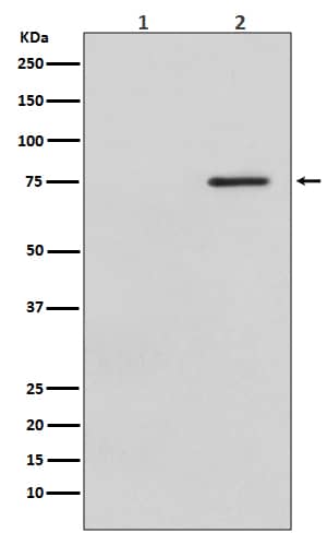 Western Blot: Raf-1 [p Ser 621] Antibody (SR2183) [NBP3-21572] - Western blot analysis using NBP3-21572 in (1) HeLa cell lysate treated with LP; (2) HeLa cell lysate.