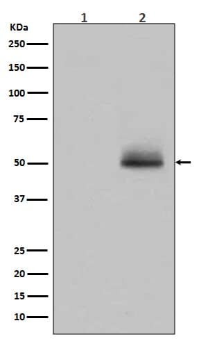 Western Blot: GSK-3 alpha/beta [p Tyr 216] Antibody (SR1908) [NBP3-21575] - Western blot analysis using NBP3-21575 in 293 cell lysate treated with AP.