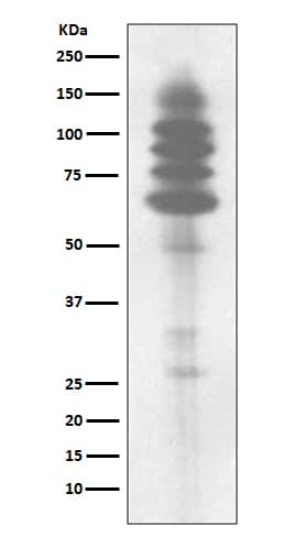 Western Blot: Phospho-Tyrosine Antibody (SR2321) [NBP3-21585] - Western blot analysis using NBP3-21585 in Jurkat cell lysate.