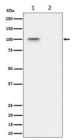 Western Blot: Nucleolin [p Thr 76] Antibody (SR1019) [NBP3-21607] - Western blot analysis using NBP3-21607 in (1) 293T cell lysate; (2) 293T cell treated with Lambda Phosphatase lysate.