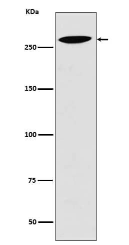 Western Blot: LRP2 Antibody (SR1448) [NBP3-21611] - Western blot analysis using NBP3-21611 in 293T cell lysate.