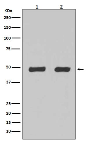 Western Blot: Flotillin 2 Antibody (SR1814) [NBP3-21613] - Western blot analysis using NBP3-21613 in (1) Hela cell lysate;(2) 293 cell lysate.